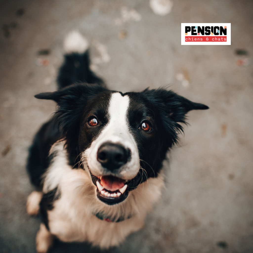 pension chien 79 pension chiens Azay-sur-Thouet